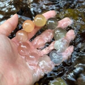 Quick Pay/Custom Payment